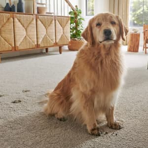 FloorEver™ PetPlus